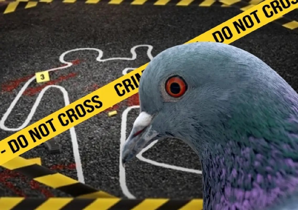 Pigeon dispute turns fatal, youth murdered in Bengaluru - News Karnataka