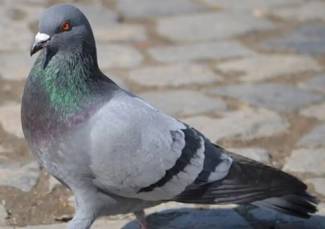 Pigeon theft row turns deadly, arrests made in case - News Karnataka