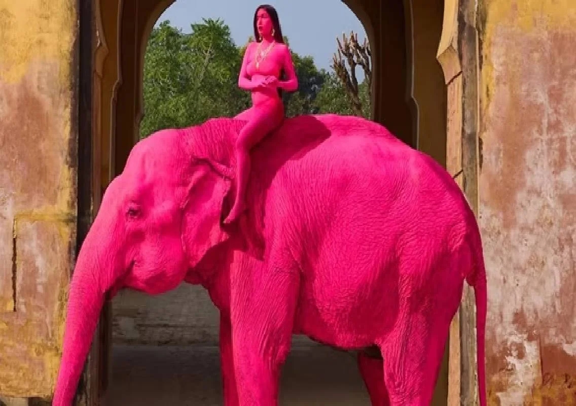 Artist faces backlash over pink elephant photoshoot - News Karnataka