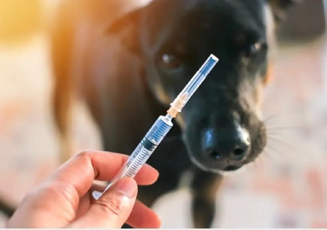 Rabies death triggers surge in vaccinations, dog control drives - News Karnataka