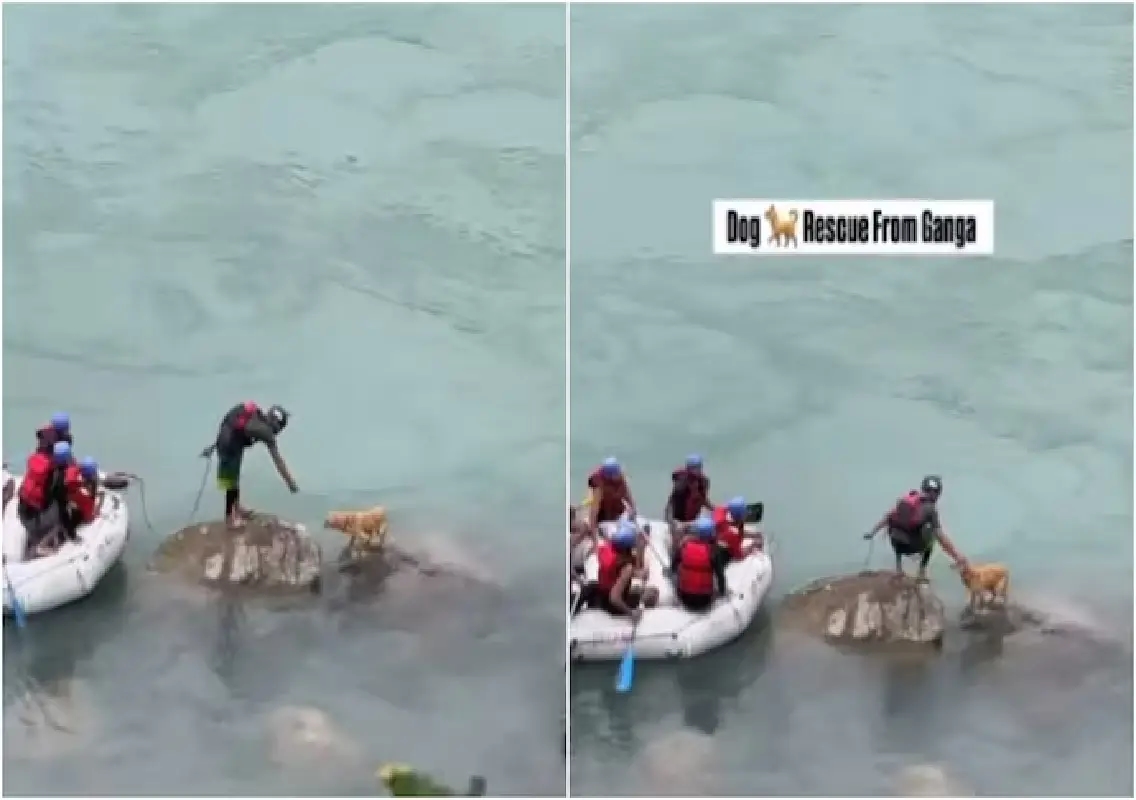 Rafters rescue stranded dog from Ganga, video goes viral: WATCH - News Karnataka
