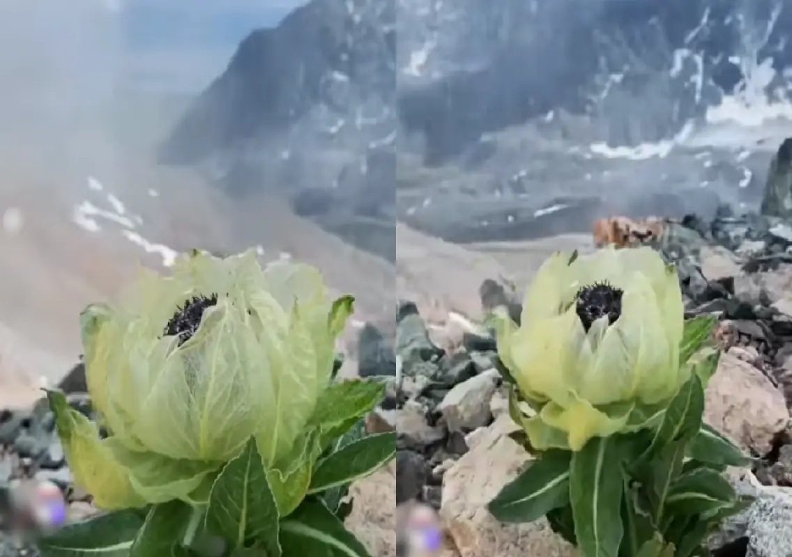 Rare snow lotus bloom video leaves internet mesmerised: WATCH - News Karnataka