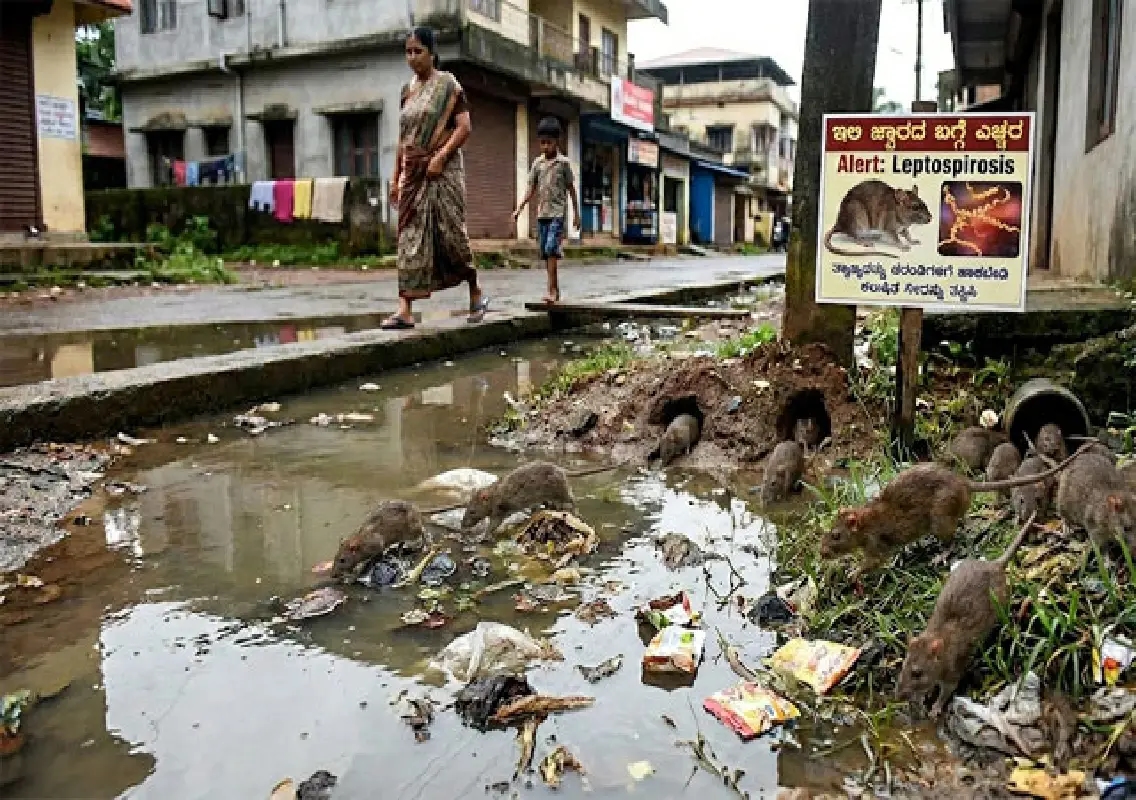 Rat fever cases rise in coastal Karnataka ahead of monsoon - News Karnataka