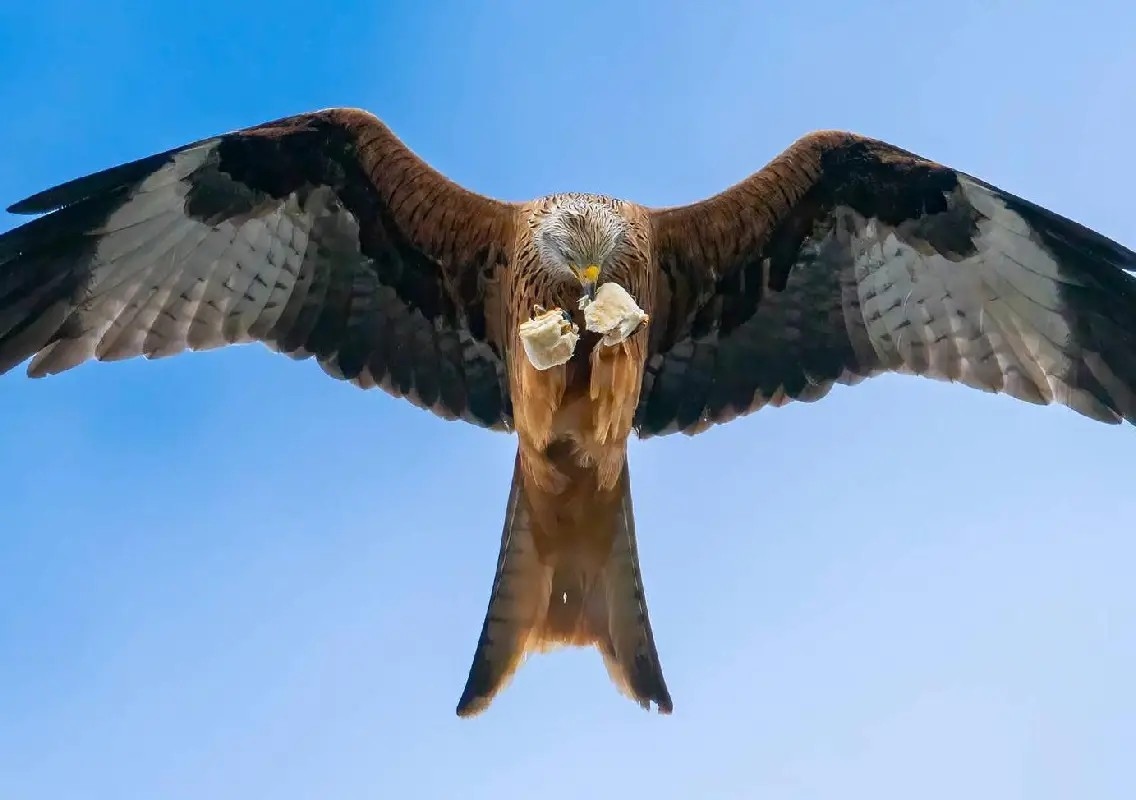 Red kite caught flying with sausage roll, family reveals truth - News Karnataka