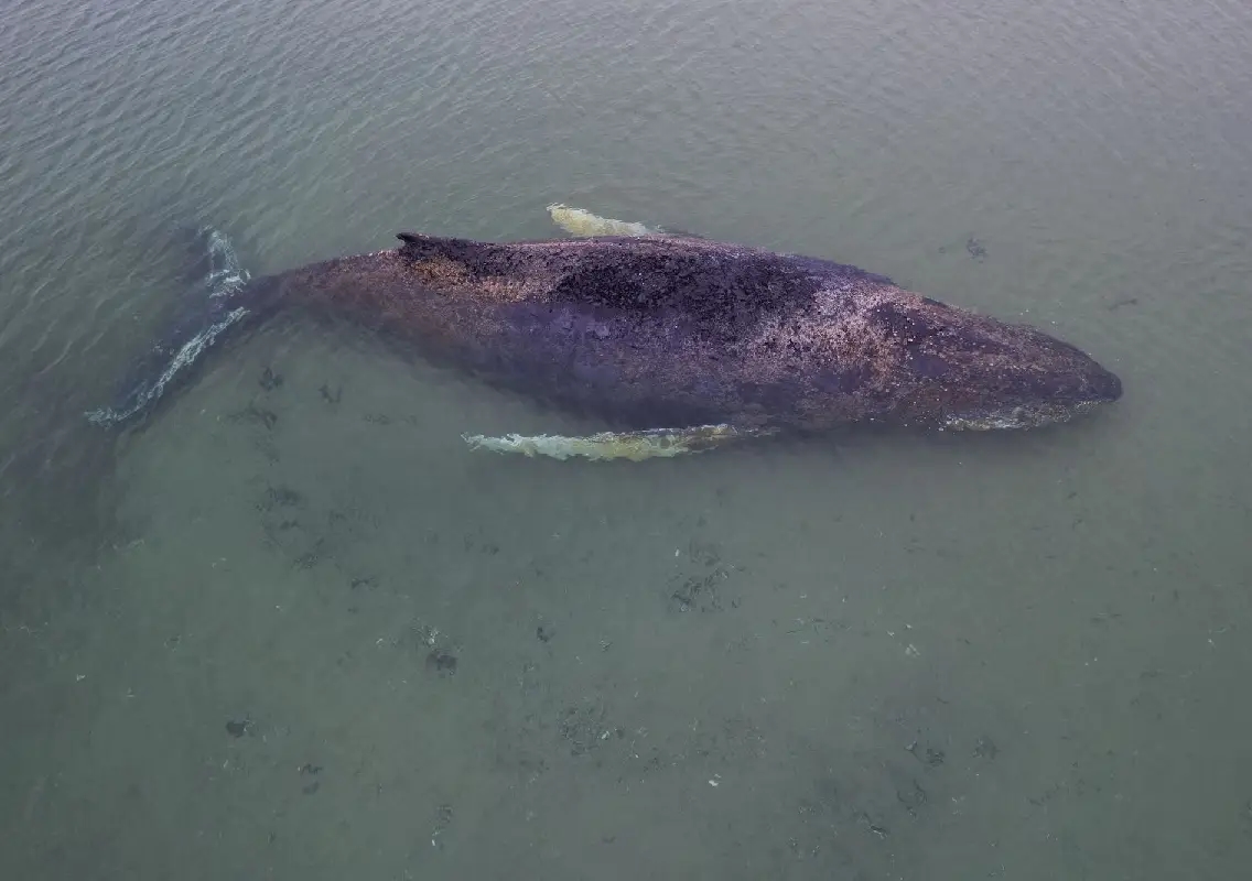 Stranded whale in Germany left to die after rescue efforts fail - News Karnataka