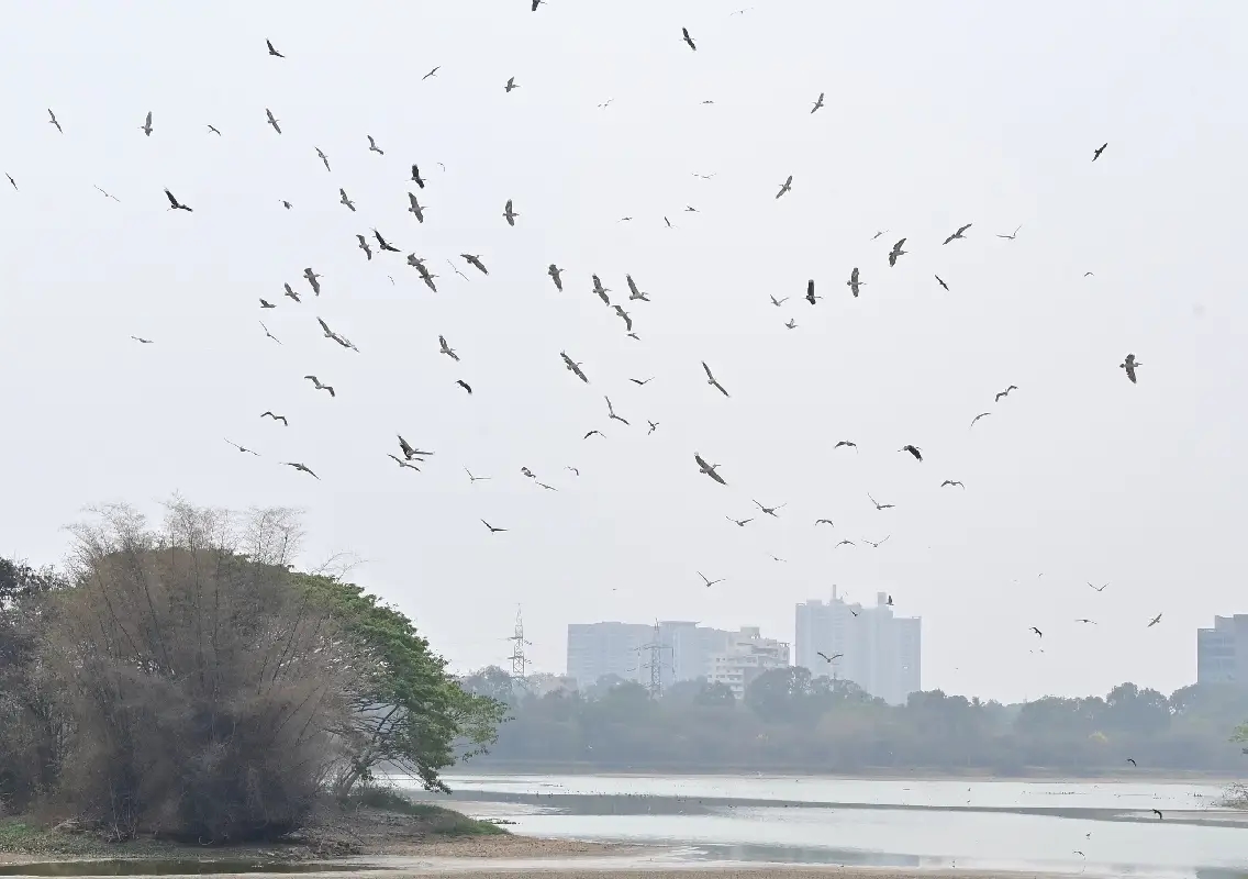 Study finds Bengaluru lakes now filled more by sewage than rain - News Karnataka