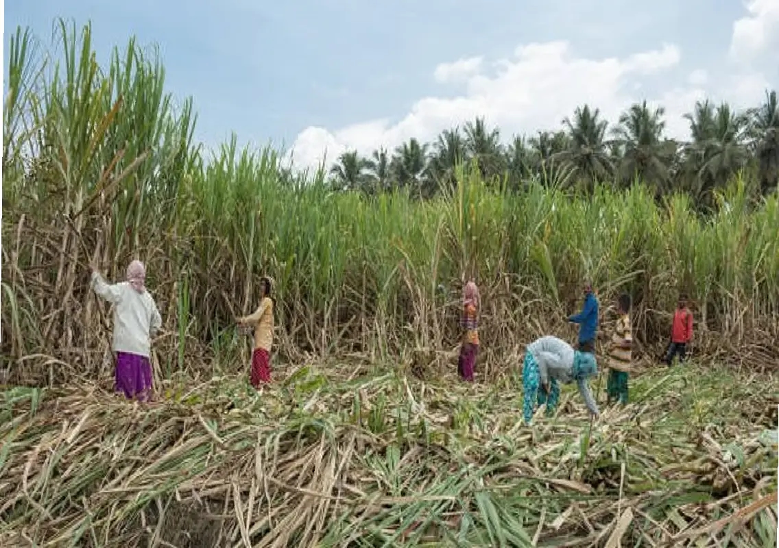 Sugarcane farmers to protest dues, oppose Bandipur night traffic - News Karnataka