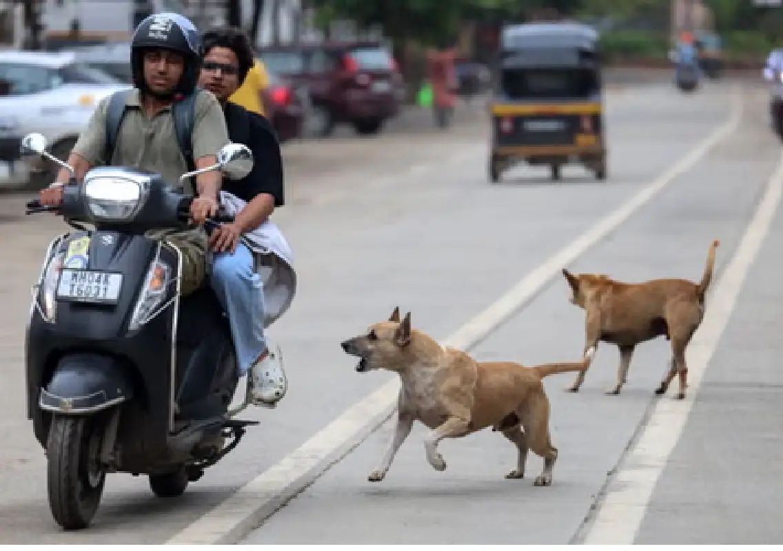 Teen dies after crashing bike while fleeing stray dogs - News Karnataka