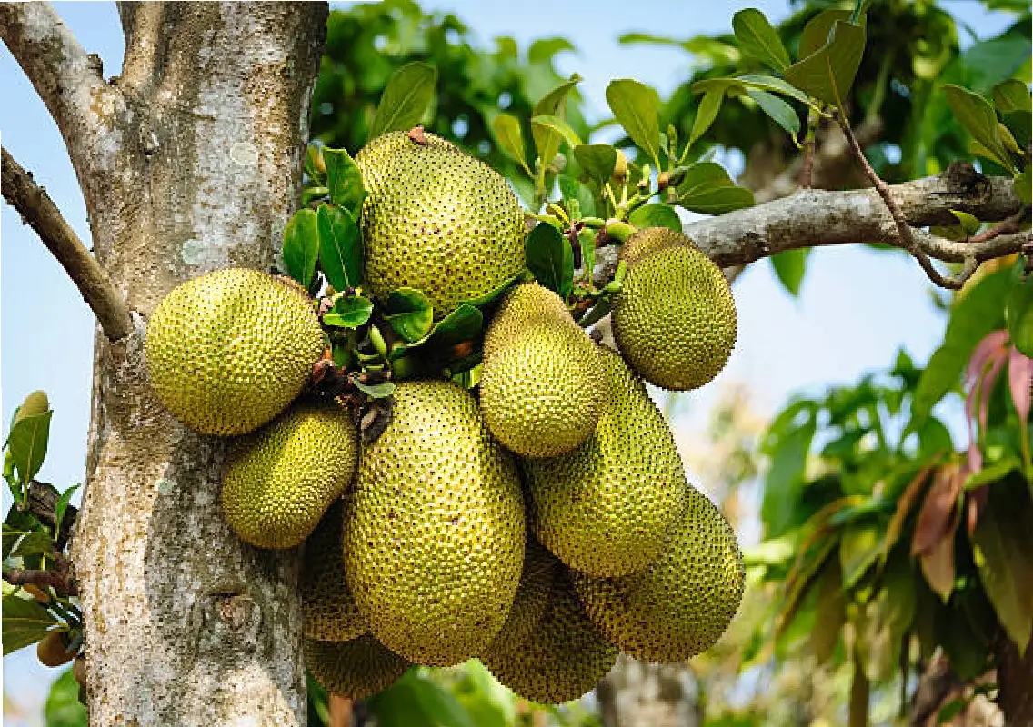 Thai jackfruit varieties draw interest in Mangaluru - News Karnataka