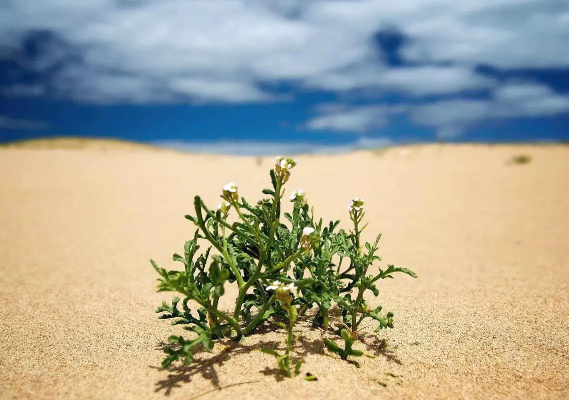 The plant that comes back to life is stunning scientists - News Karnataka