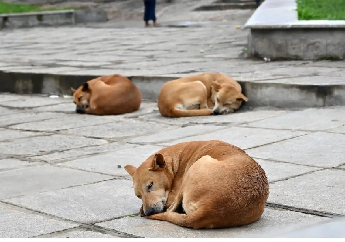 Two animal cruelty cases shock Bengaluru, FIRs filed - News Karnataka