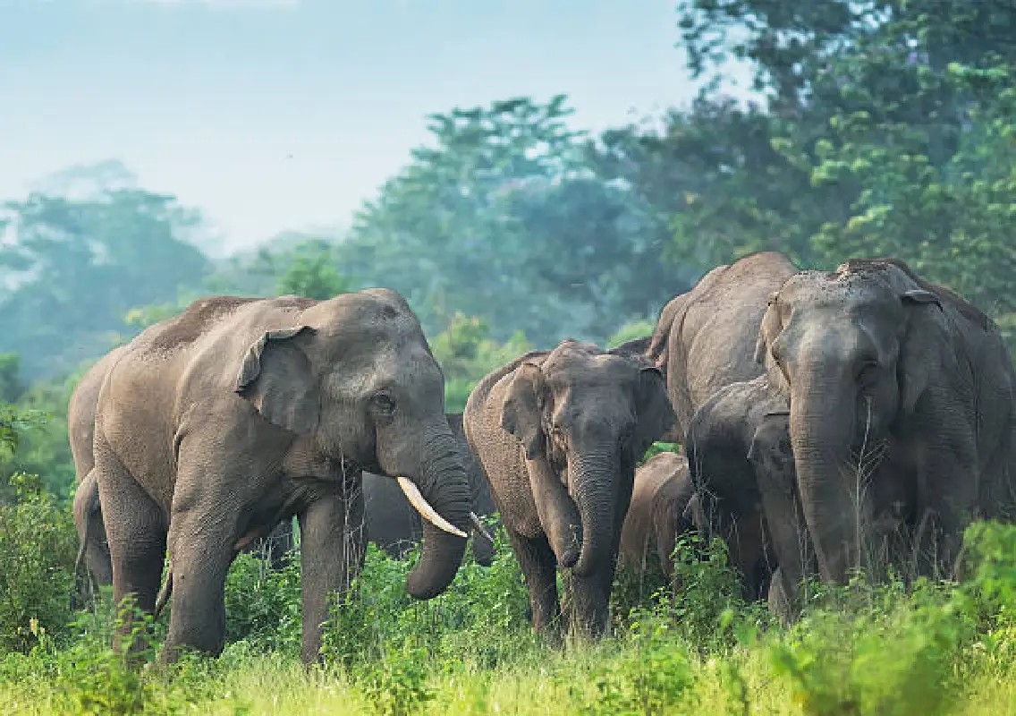 Two injured in wild elephant attack in Mysuru district - News Karnataka