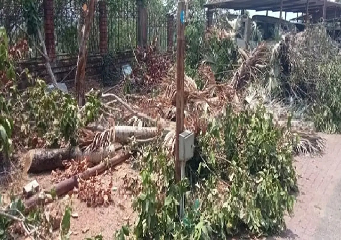 Two staff dismissed over tree cutting at Udupi DC office - News Karnataka