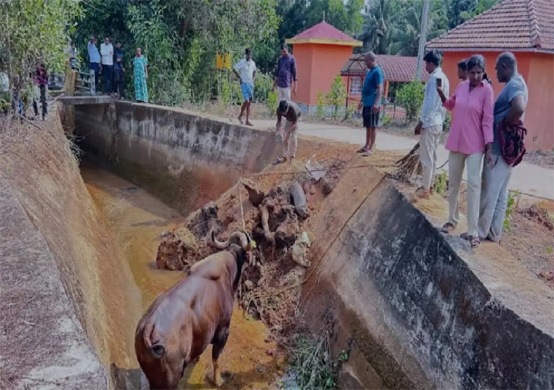Wild bison rescued after 20-hour operation in Kundapur - News Karnataka