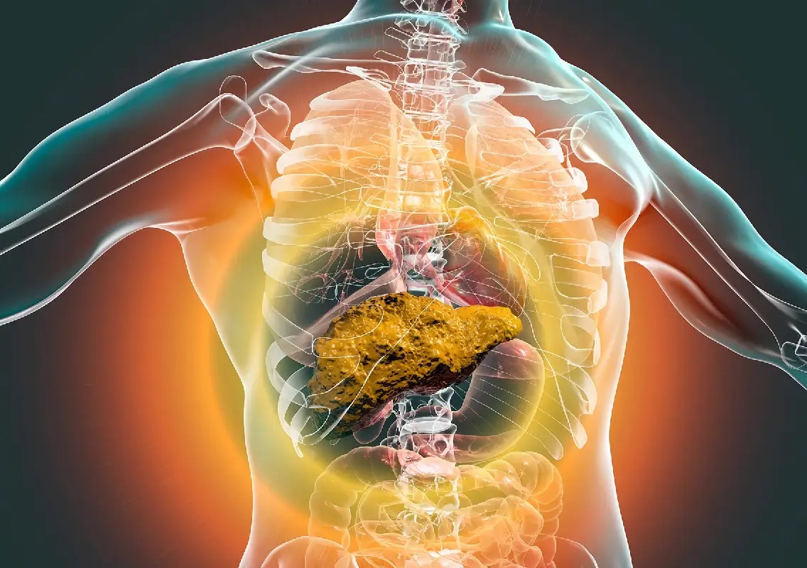 Your liver can heal itself but only up to a point - News Karnataka