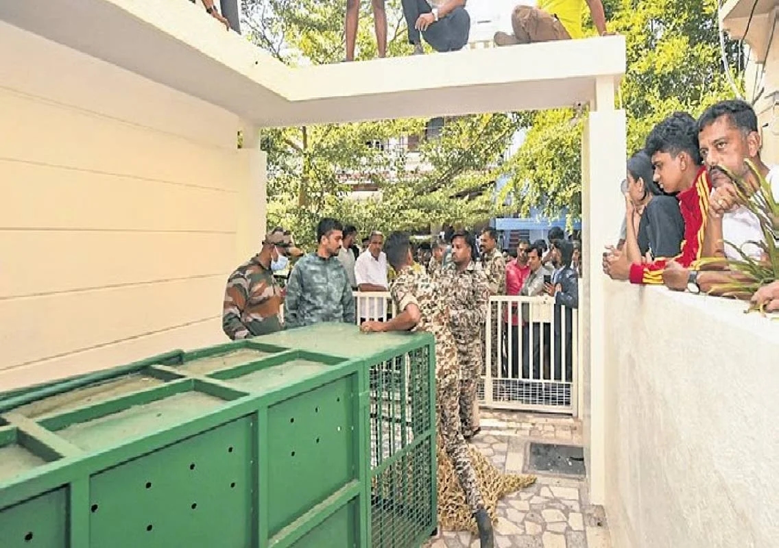 Leopard naps inside Mysuru home, rescued safely - News Karnataka