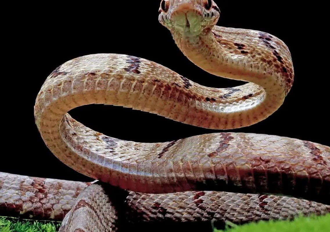 4-year-old dies after snakes bite him in sleep - News Karnataka