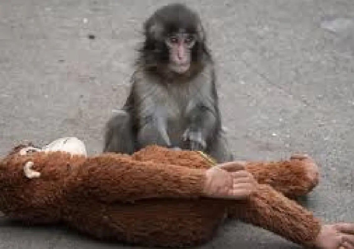 Americans arrested after entering viral monkey enclosure in Japan - News Karnataka