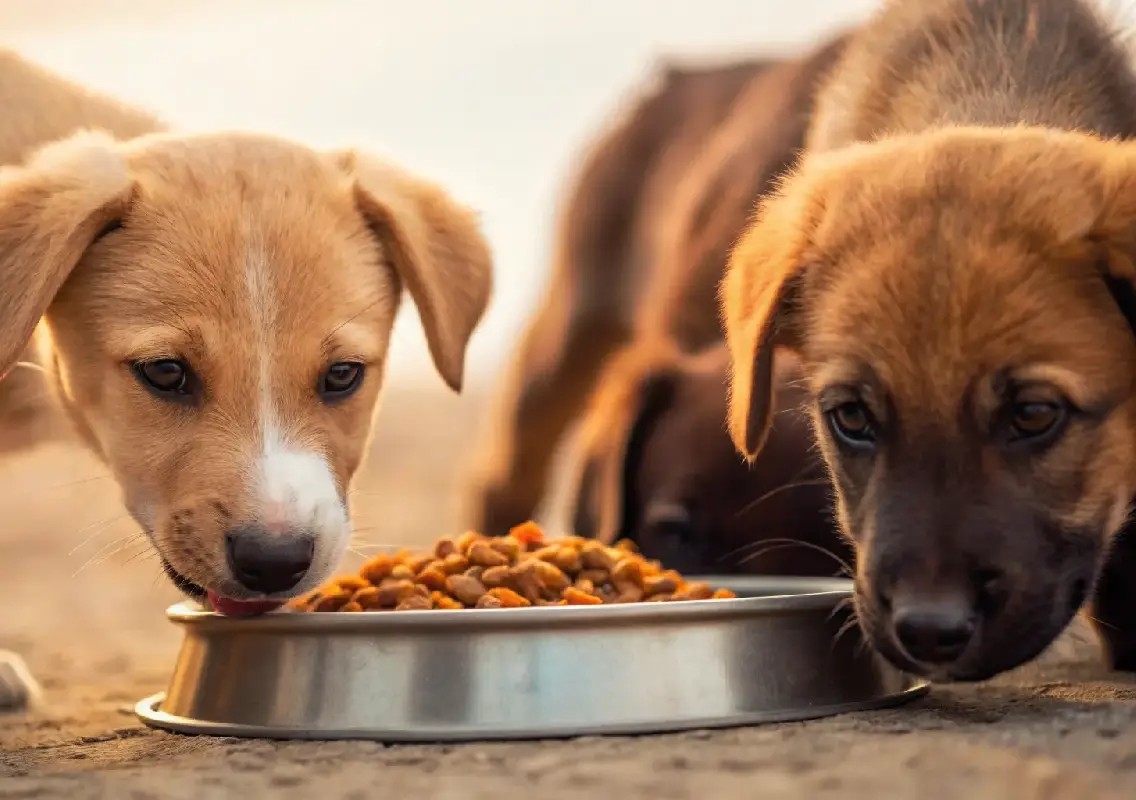 Animal feeders face rising threats after stray dog order - News Karnataka
