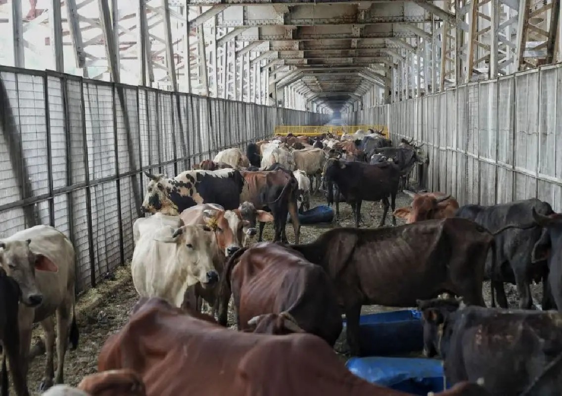 Animal welfare activist attacked during cattle rescue near Bengaluru - News Karnataka