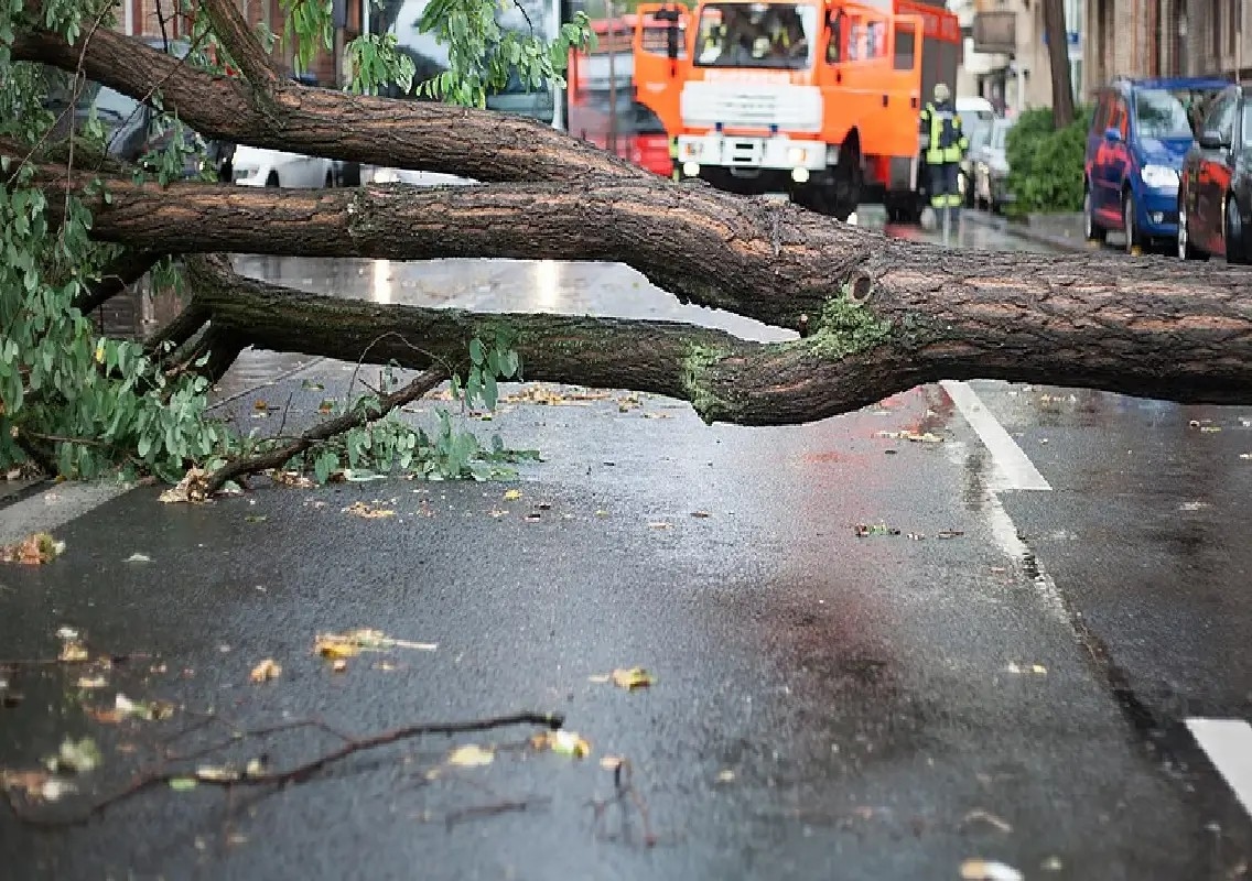 Bengaluru loses 949 trees and over 2,000 branches to rain and storms - News Karnataka