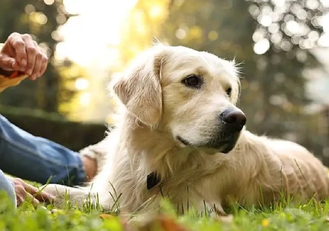 Bengaluru pet parents are turning weekends into paw-some outings - News Karnataka