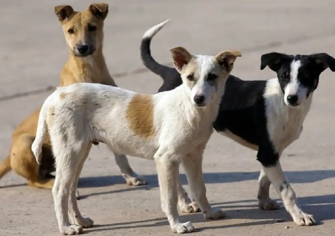 Bengaluru to restart stray dog microchipping during sterilisation surgeries - News Karnataka