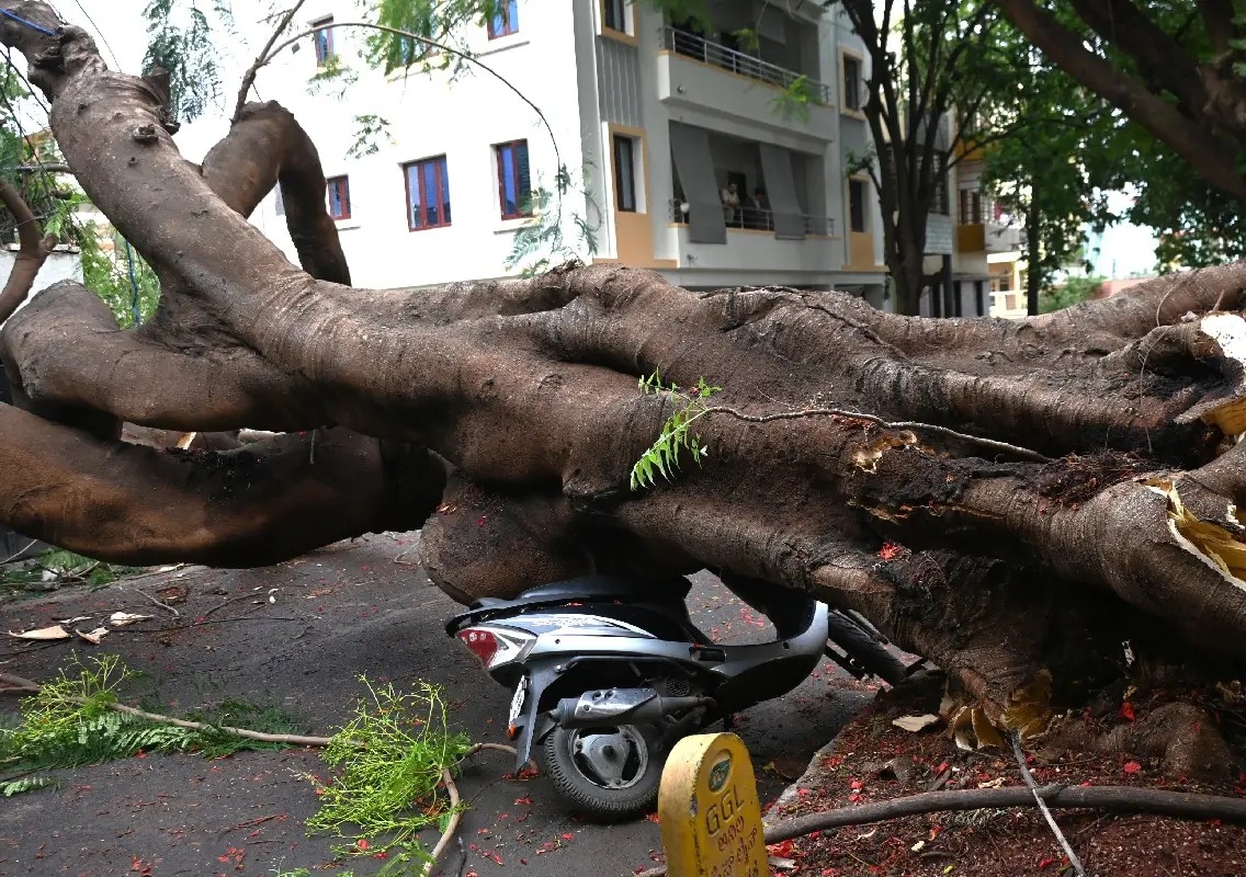 Bengaluru’s ageing exotic trees raise safety concerns - News Karnataka