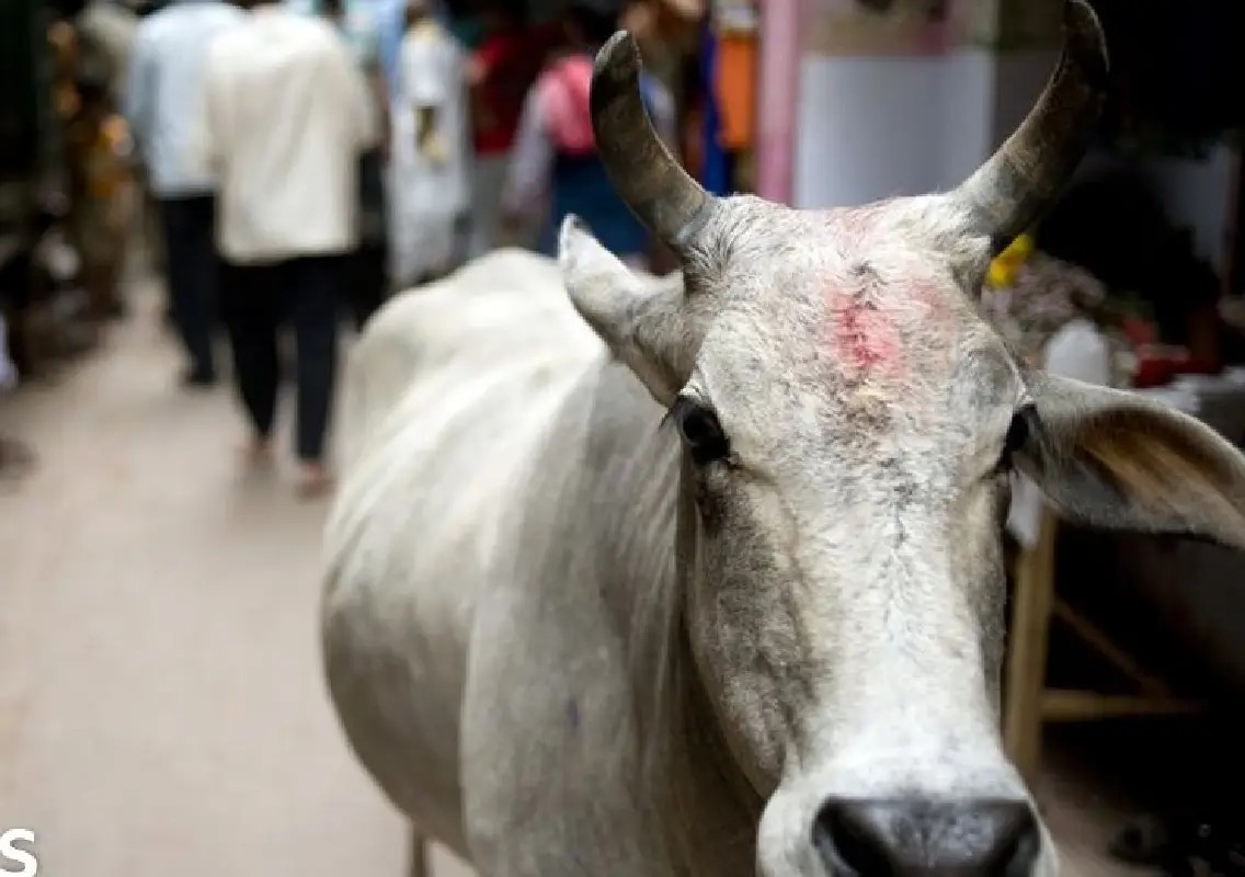 CCTV horror shocks Bengaluru after man assaults cow - News Karnataka