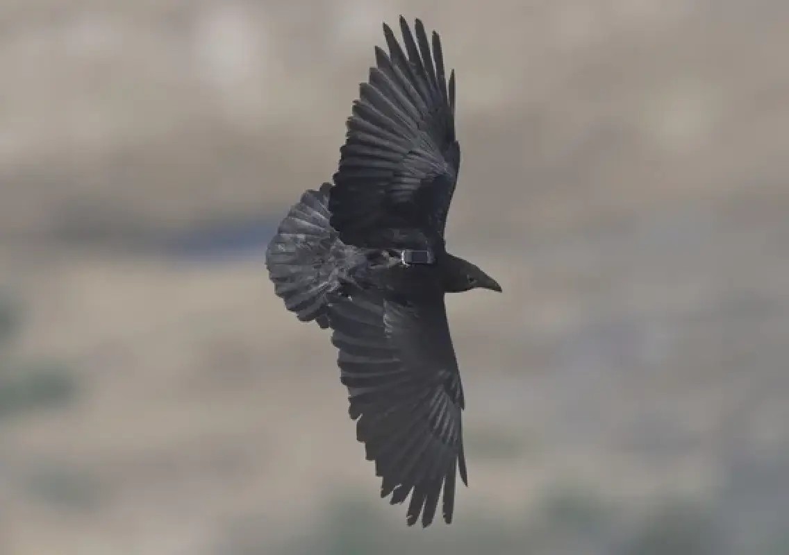 Dead Sea ravens thrive where few animals can survive - News Karnataka