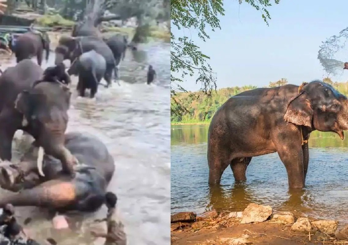 Elephant dies after clash at camp in Karnataka - News Karnataka