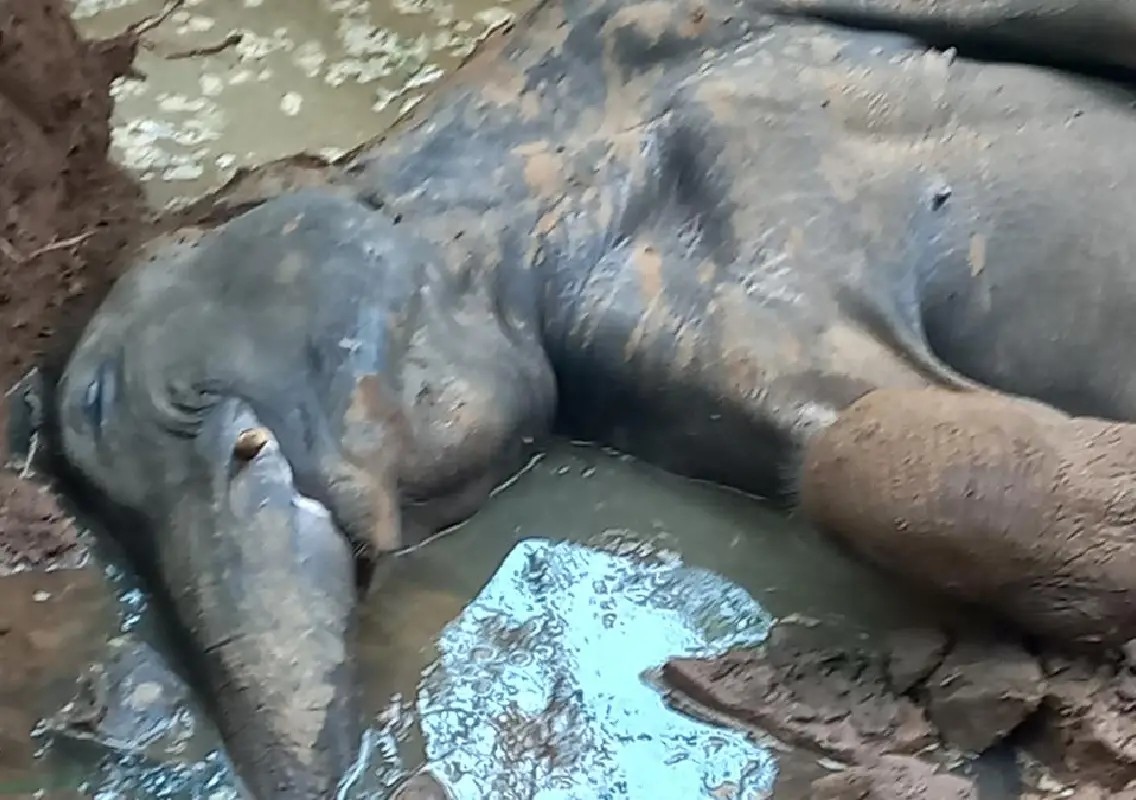 Elephant dies after drinking sewage water near Bengaluru - News Karnataka