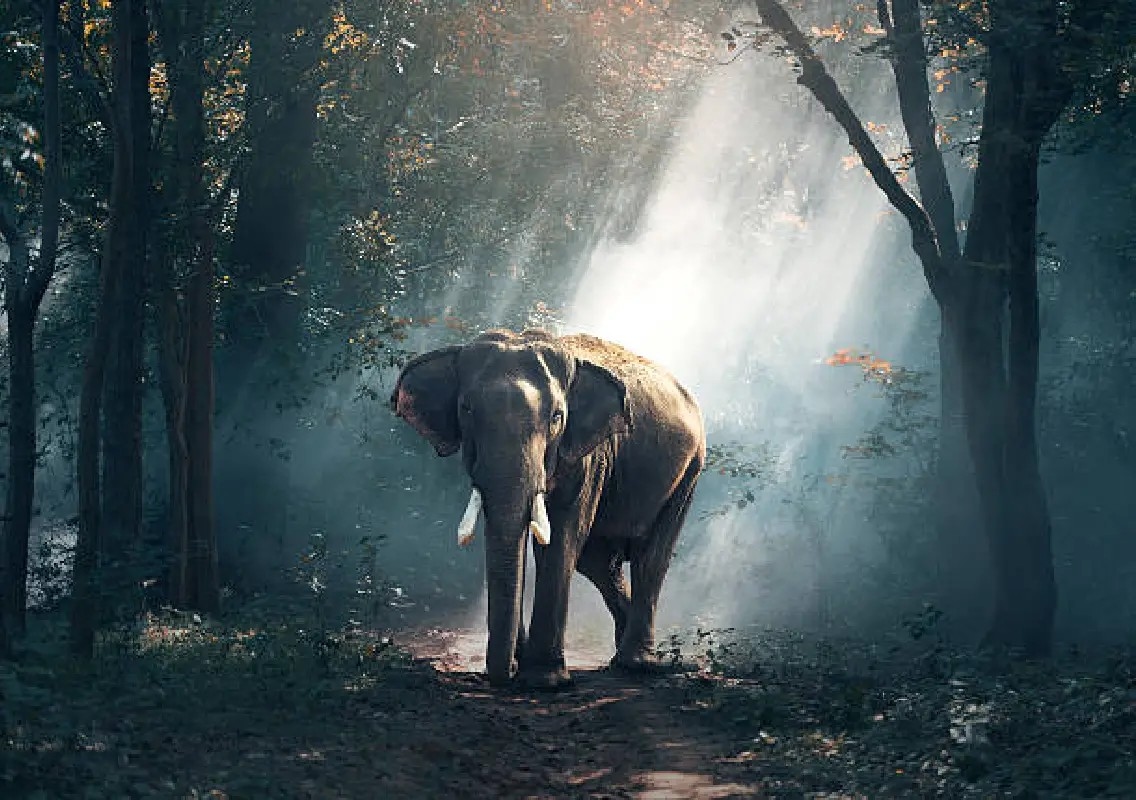 Elephant herd destroys crops worth over Rs 1 lakh in Kadaba - News Karnataka