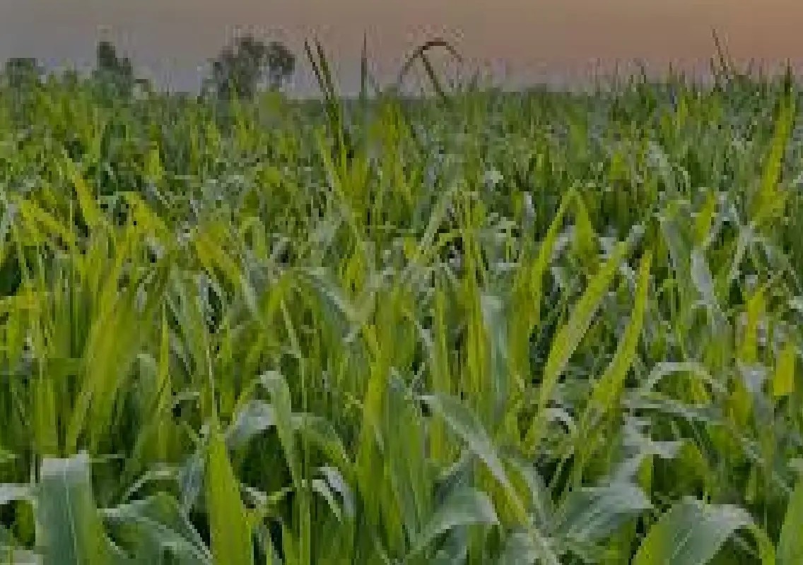 Engineer quits Bengaluru job, builds thriving farm in Karnataka - News Karnataka