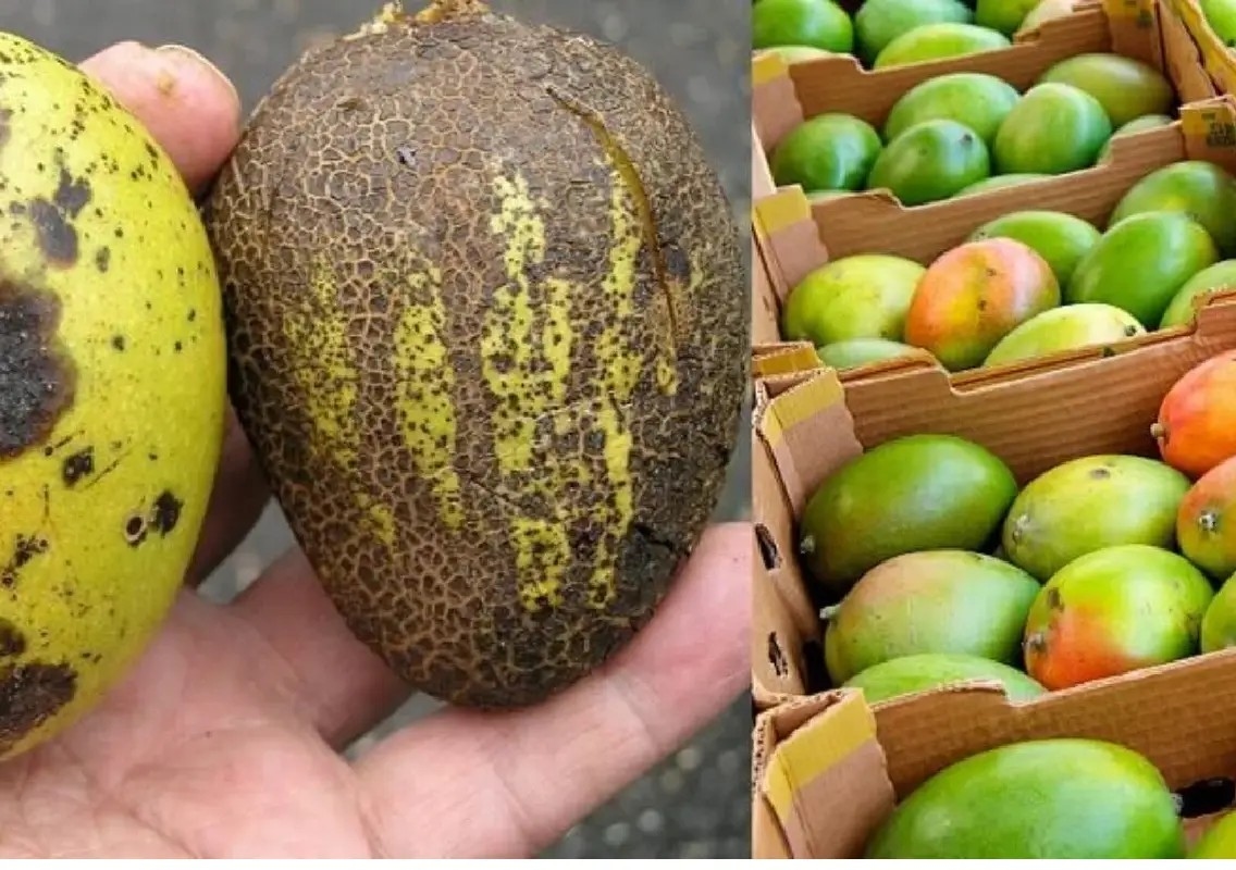 Extreme heat leaves mango growers and vendors worried - News Karnataka