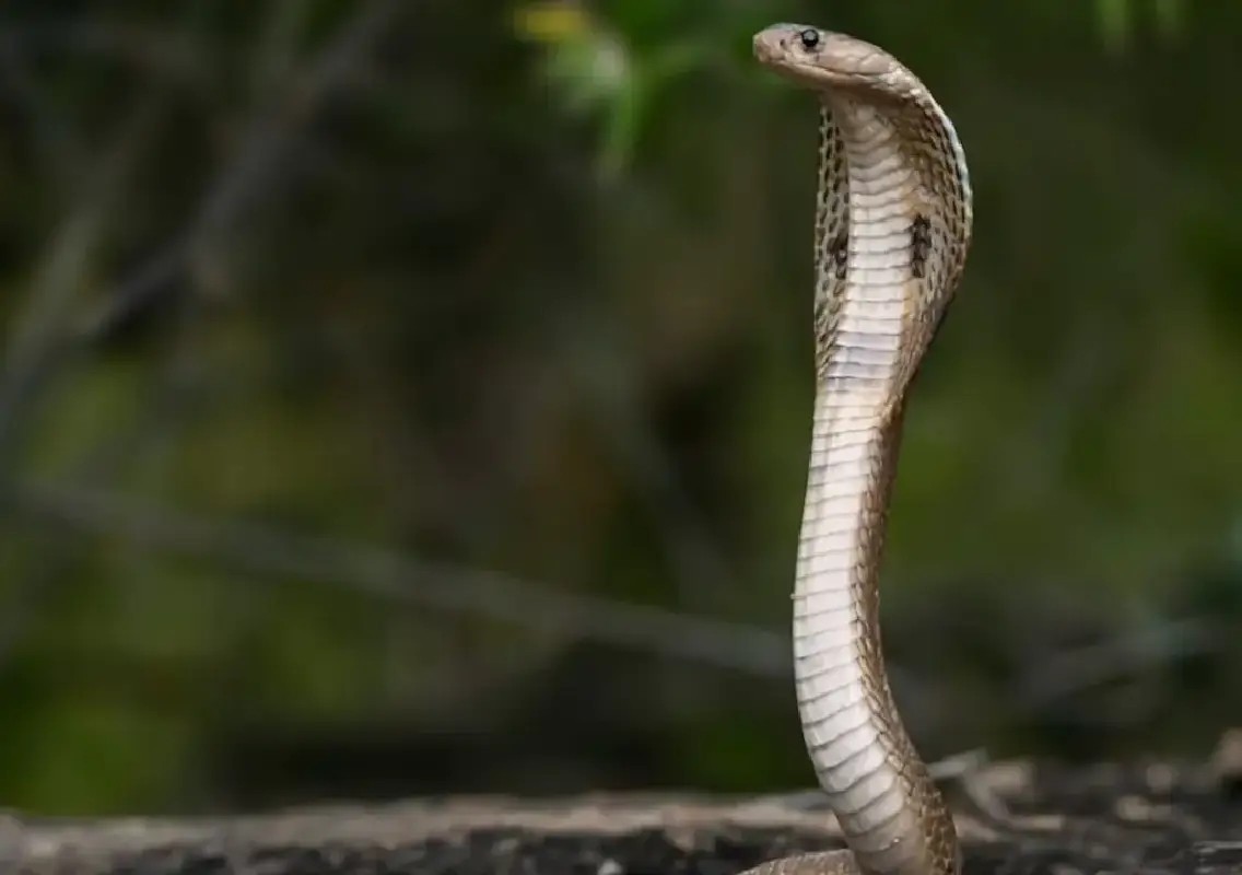 German tourist dies after cobra slithers into pants at Egypt hotel show - News Karnataka