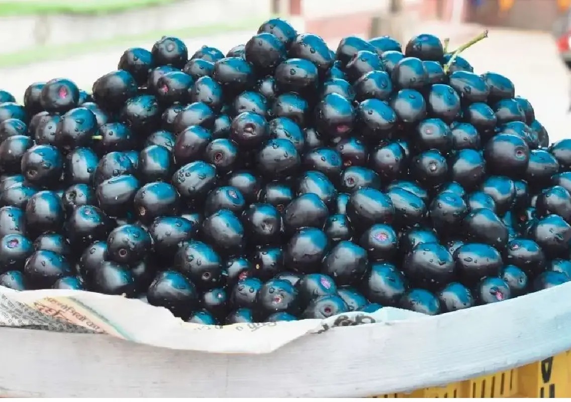 Jamun fruit sees huge demand in Karnataka markets - News Karnataka