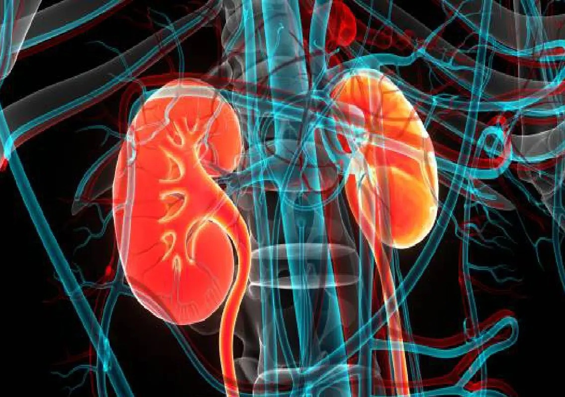 Kidney disease can affect sexual health, say experts - News Karnataka