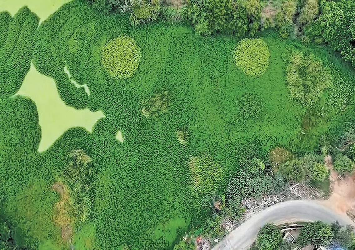 Dry spell aids restoration of two Bengaluru lakes - News Karnataka