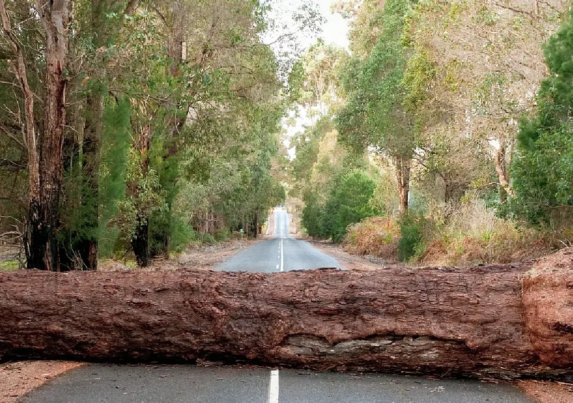 Large tree branch cut in Jayanagar for procession, probe ordered - News Karnataka