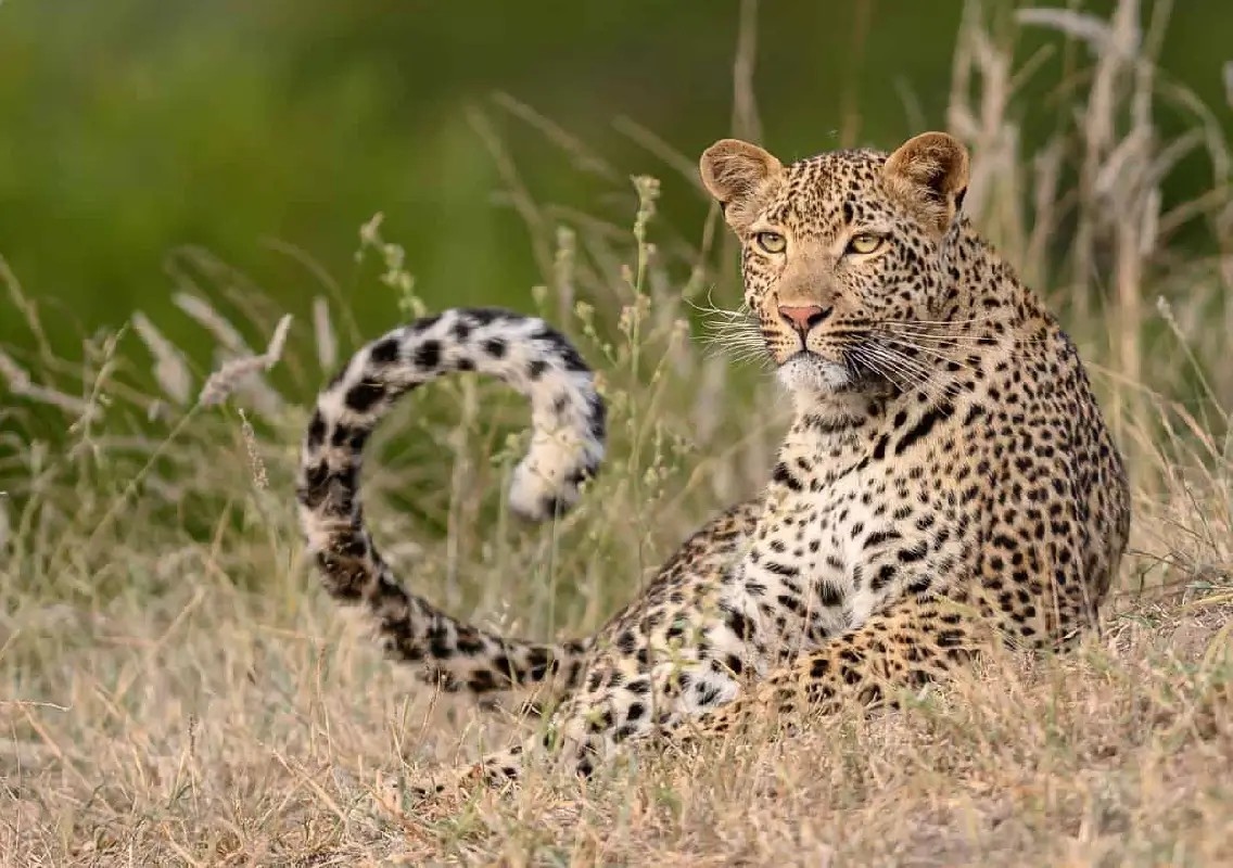 Leopard attack near MM Hills kills Bengaluru boy during trek - News Karnataka