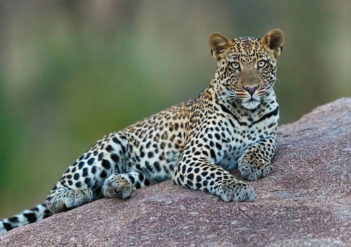 Leopard rescued from well in Kundapur village - News Karnataka