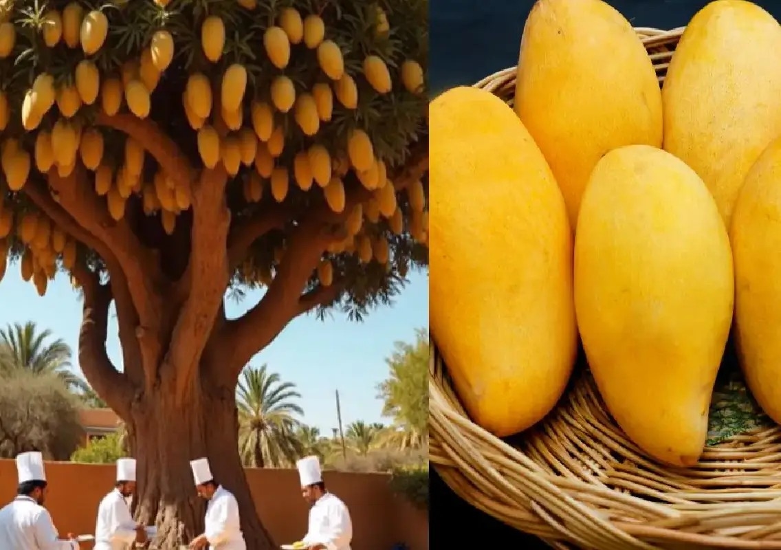 Mango lovers can savour ‘Aam-ore’ festival at The Den Bengaluru - News Karnataka
