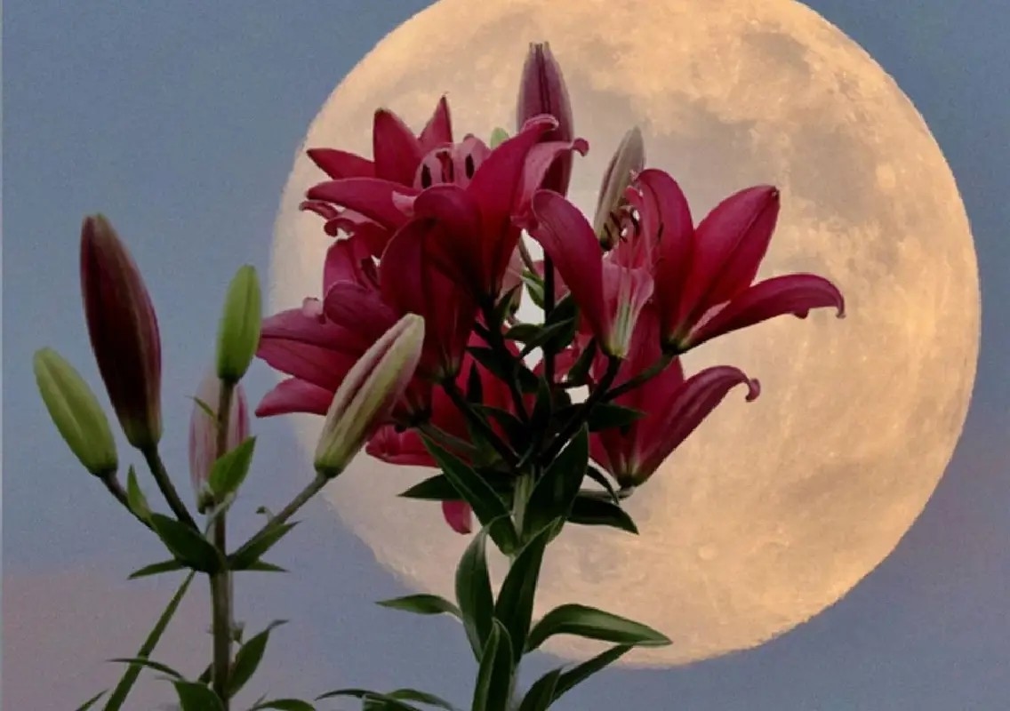 May’s ‘flower moon’ set to stir deep emotions and change - News Karnataka