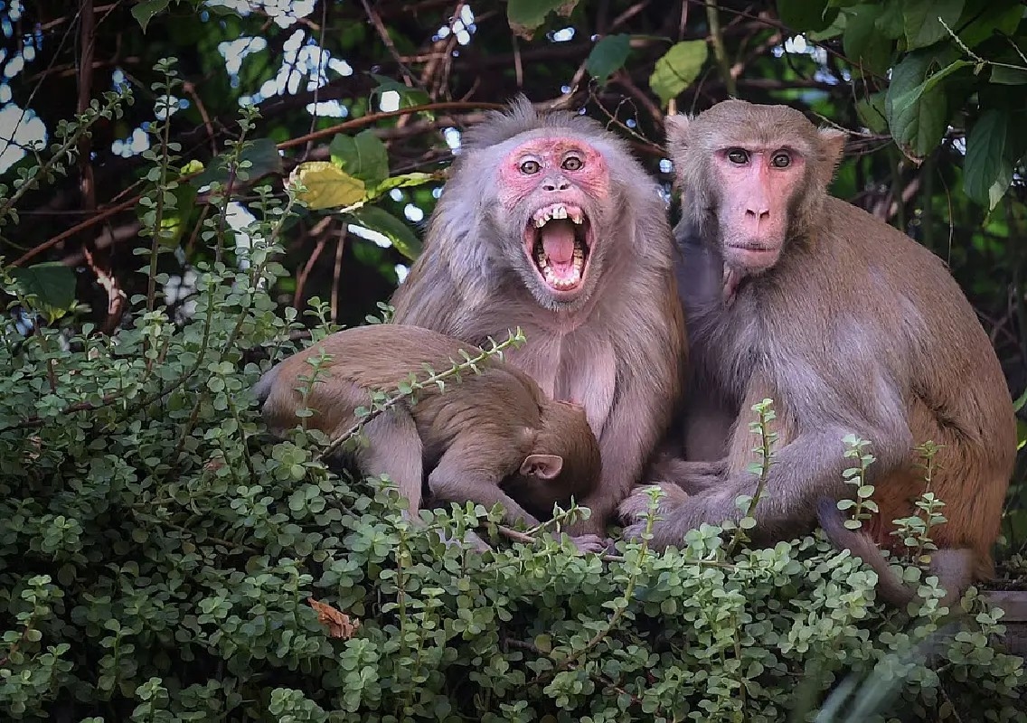 Monkey menace divides residents as sightings rise in city apartments - News Karnataka