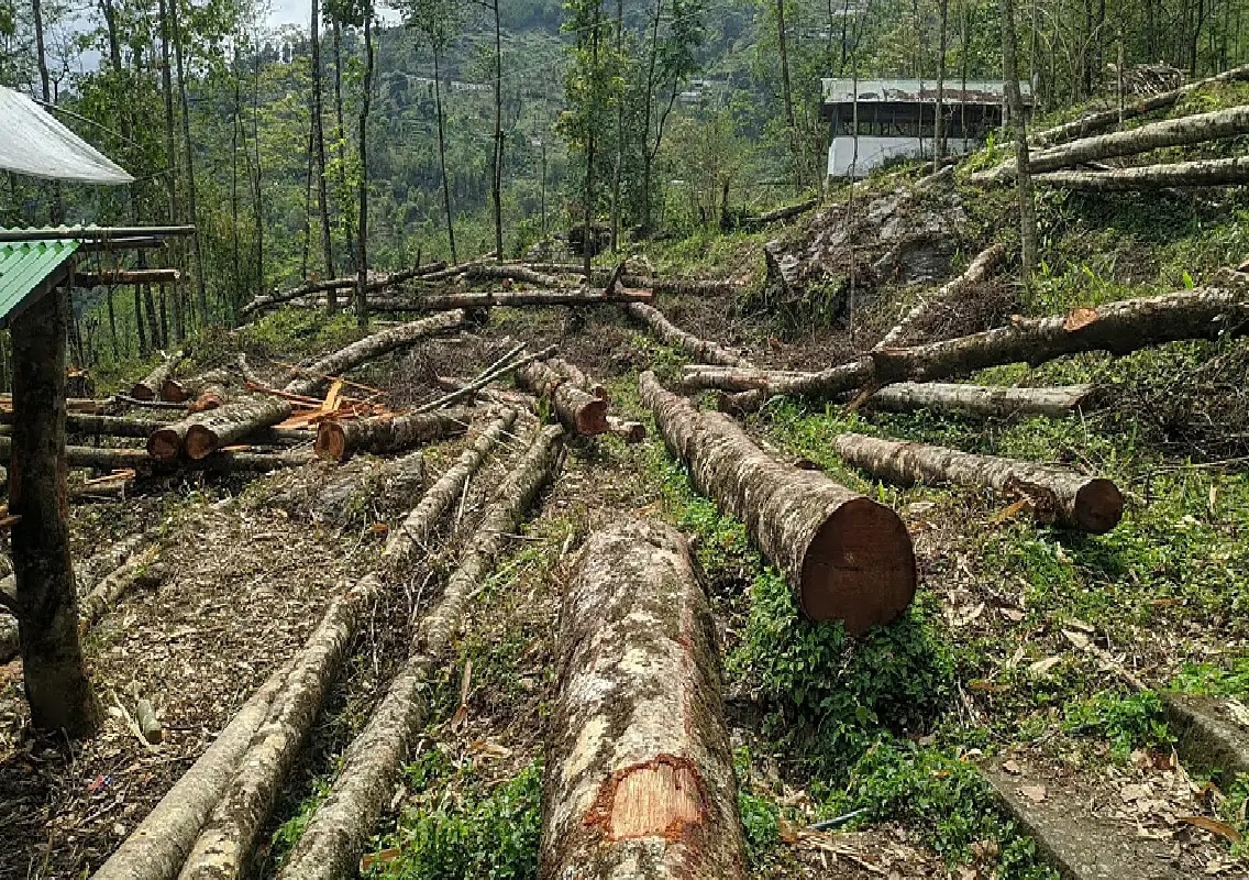 NHAI proposes felling 560 trees for projects in Mysuru - News Karnataka