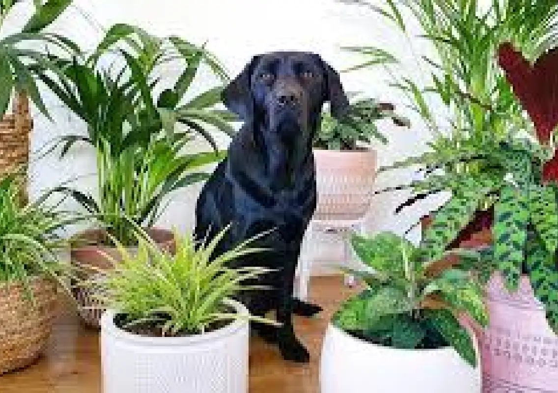 Popular indoor plants that can be dangerous for pets - News Karnataka