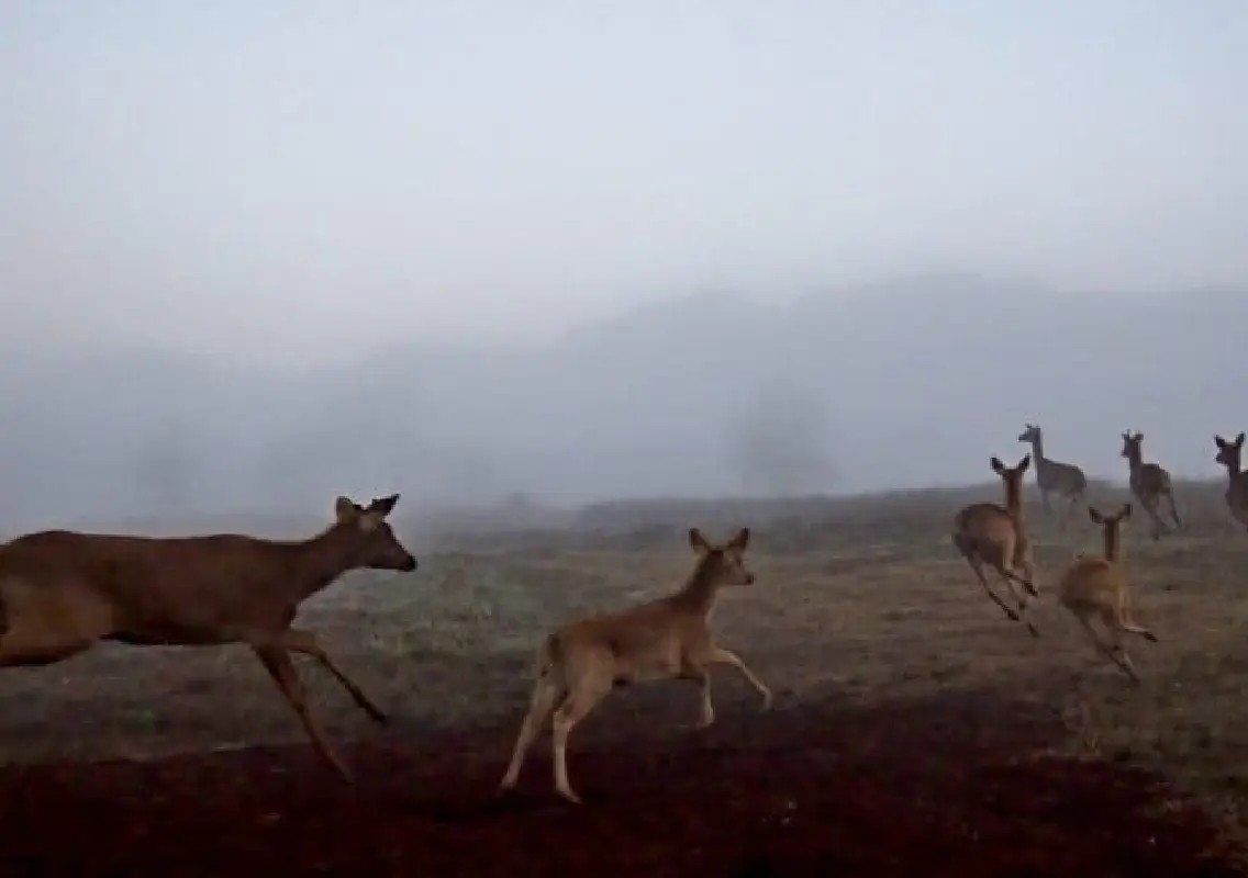 Rare swamp deer population rises after major relocation effort - News Karnataka