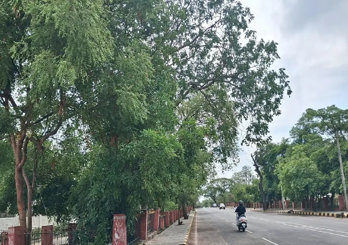 Rising temperatures raise concern over Mysuru’s shrinking green cover - News Karnataka