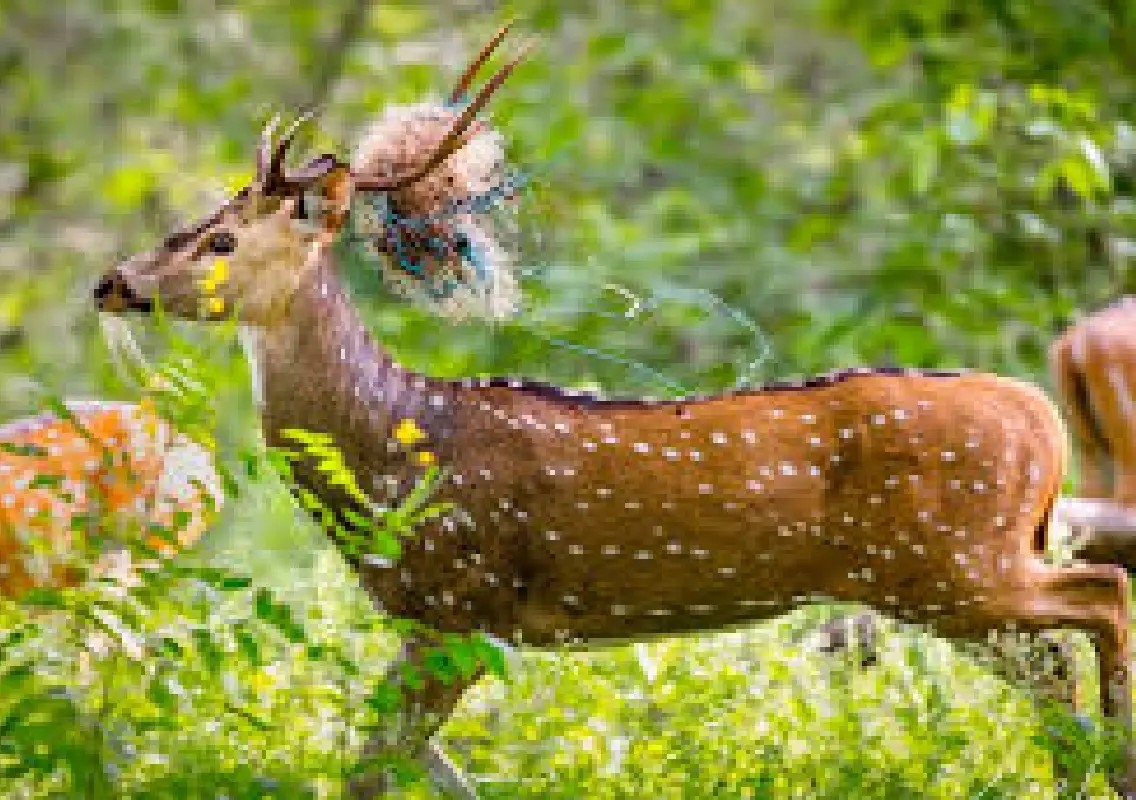 Spotted deer escapes stray dog attack near Coimbatore water trough - News Karnataka